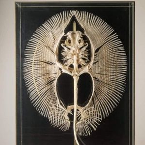 Meet your Posher, Dean